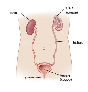 Rein, rein (coupe), uretère, vessie (coupe), urêtre