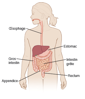 Œsophage, estomac, gros intestin, appendice, intestin grêle, rectum