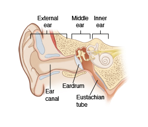 Cross section of the external, middle, and inner ear, including the ear canal, eardrum, and eustachian tube.