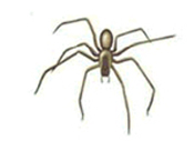 Brown recluse spider