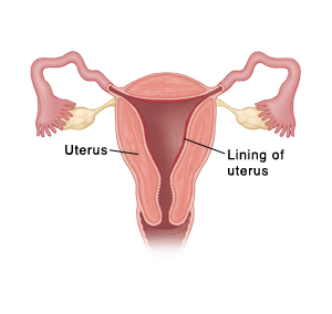 Front view cross section of uterus.