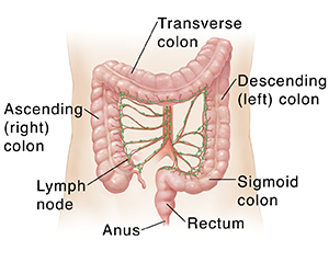 Outline of adult abdomen showing colon, rectum, and anus.